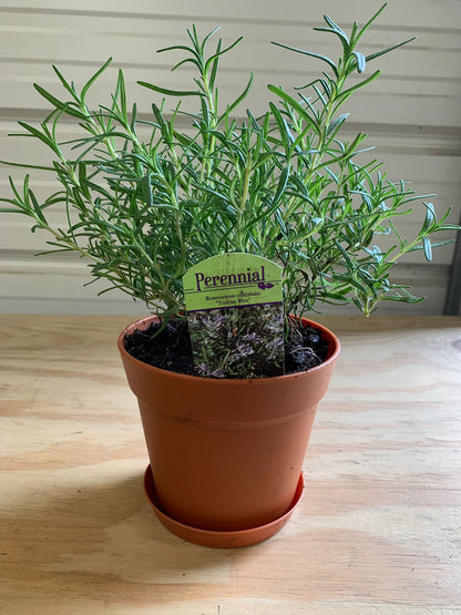 (1 Gallon) Rosemary Perennial, Erect Shrub with Fine Olive-Green Foliage, Bright Lavender-Blue Flowers In Early Spring.