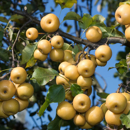 Dwarf Shinko Asian Pear Tree - Crisp, Golden Fruit, Refreshingly Sweet Flavor