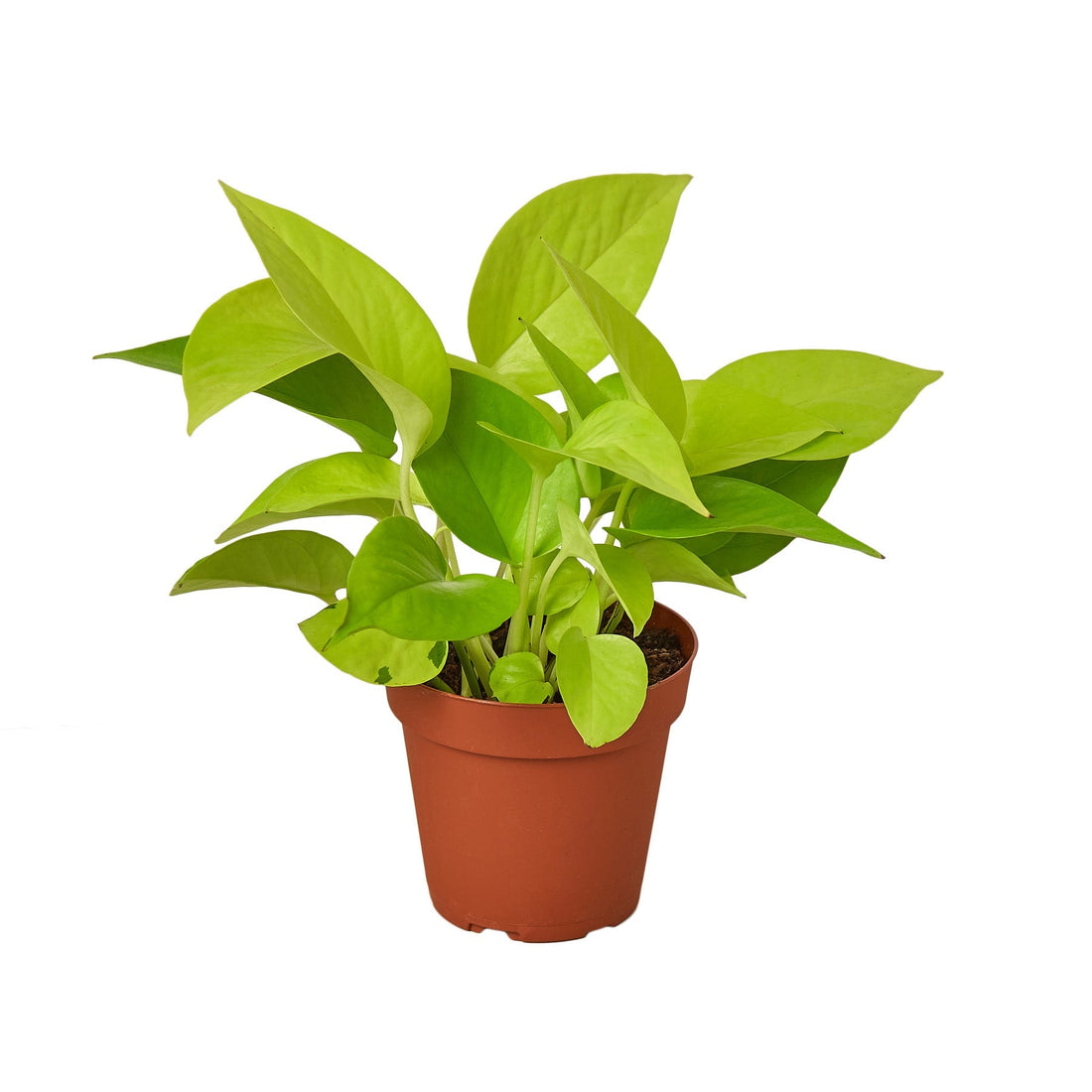 Pothos &