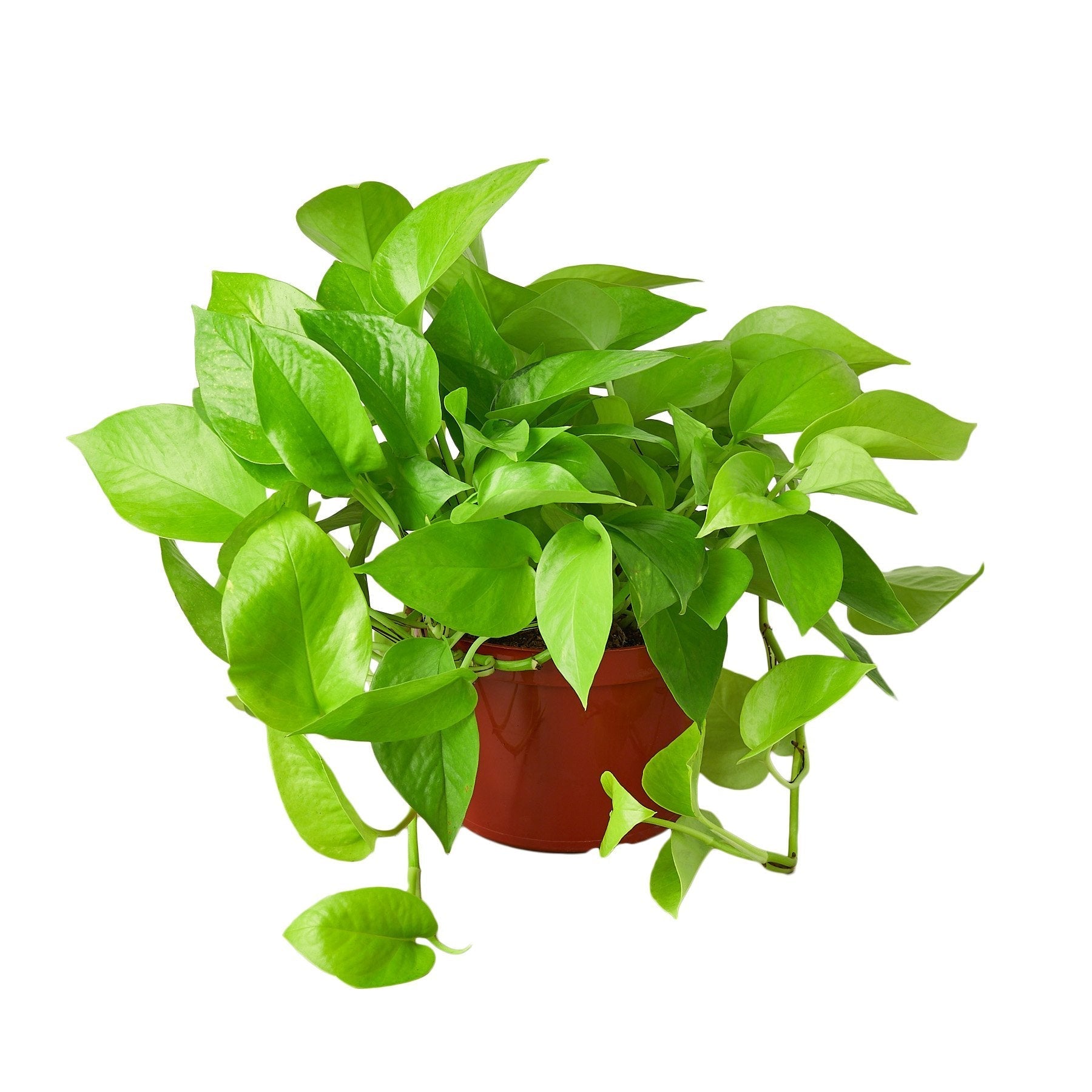 Pothos &