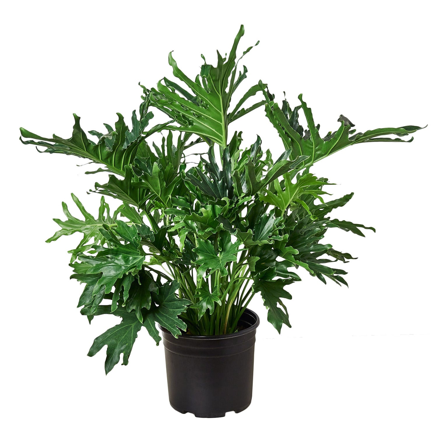 Philodendron ‘Lickety Split&