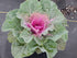 Pigeon Red Ornamental Kale- Round-Shaped Solid Head with Wavy Uniformed Leaves