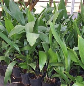 Aspidistra Elatior Cast Iron Plant, Tough Groundcover For Low Light, Wide Leaves with Coarse Texture, Shade.