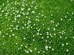 10 Count Flat 4.5 Inch Pots Sagina Subulata Irish Moss, Low Moss-Like Carpet of Bright Shamrock-Green Foliage, Tiny White Flowers Spring-Summer