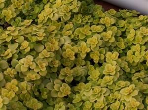 (10 Count Flat/4.5 Inch Pots) Sedum Makinoi &