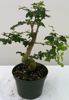 Bonsai Art Ligustrum Privet (Live Plant), Indoor/Outdoor Plant