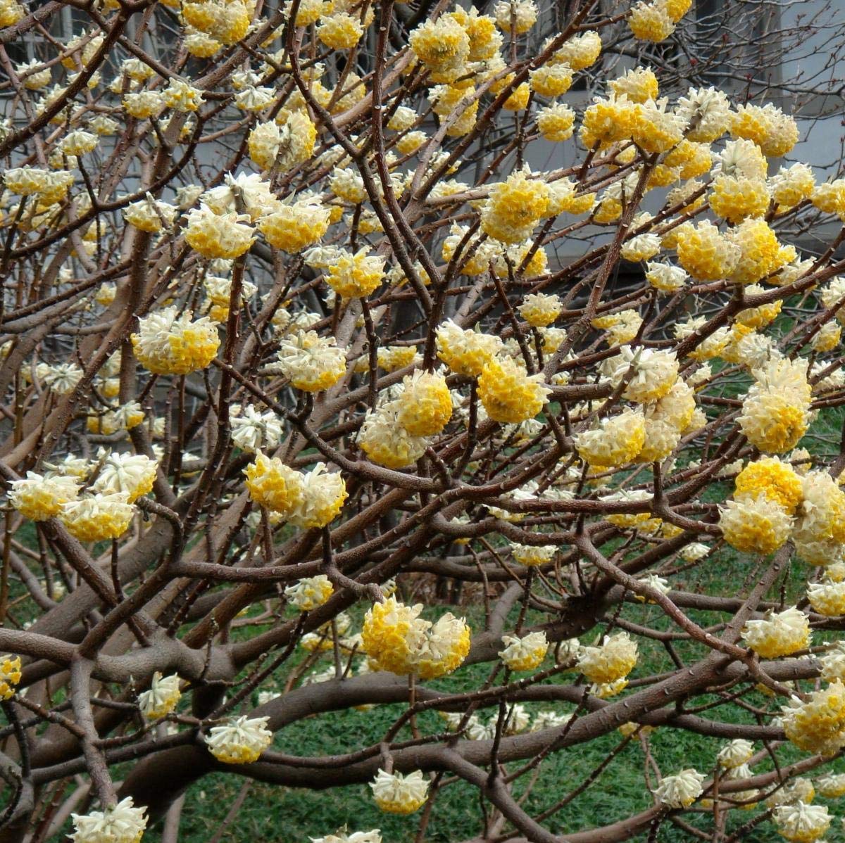 Edgeworthia- Exotic Fragrant Upside Down Yellow Blooms in Winter