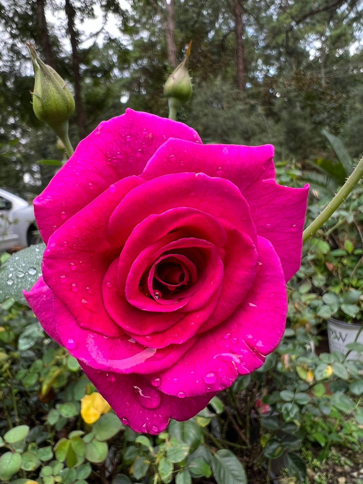 Brindabella Rose Purple Prince