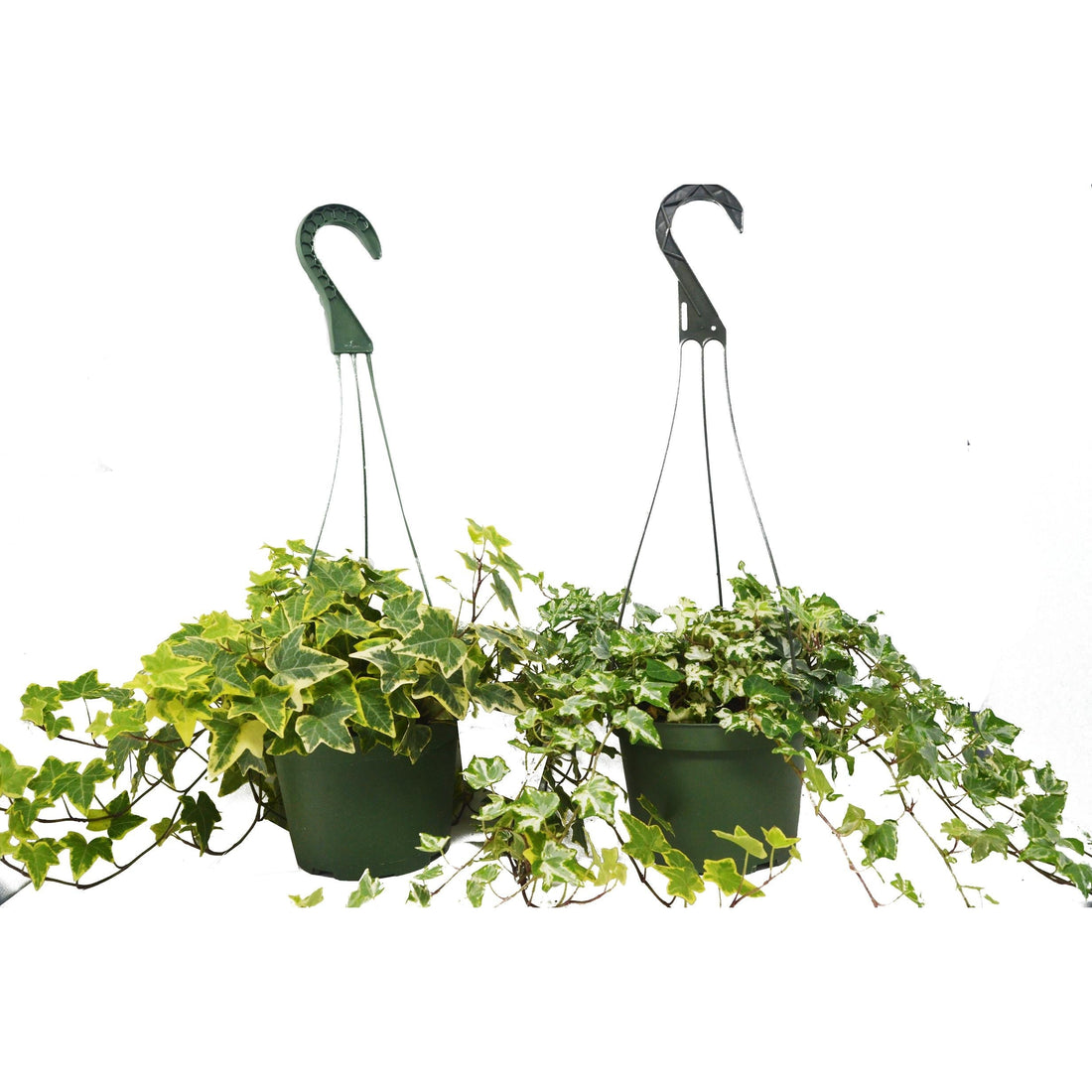 2 English Ivy Variety Pack - FREE Care Guide - 6&quot; Hanging Pot - House Plant Shop