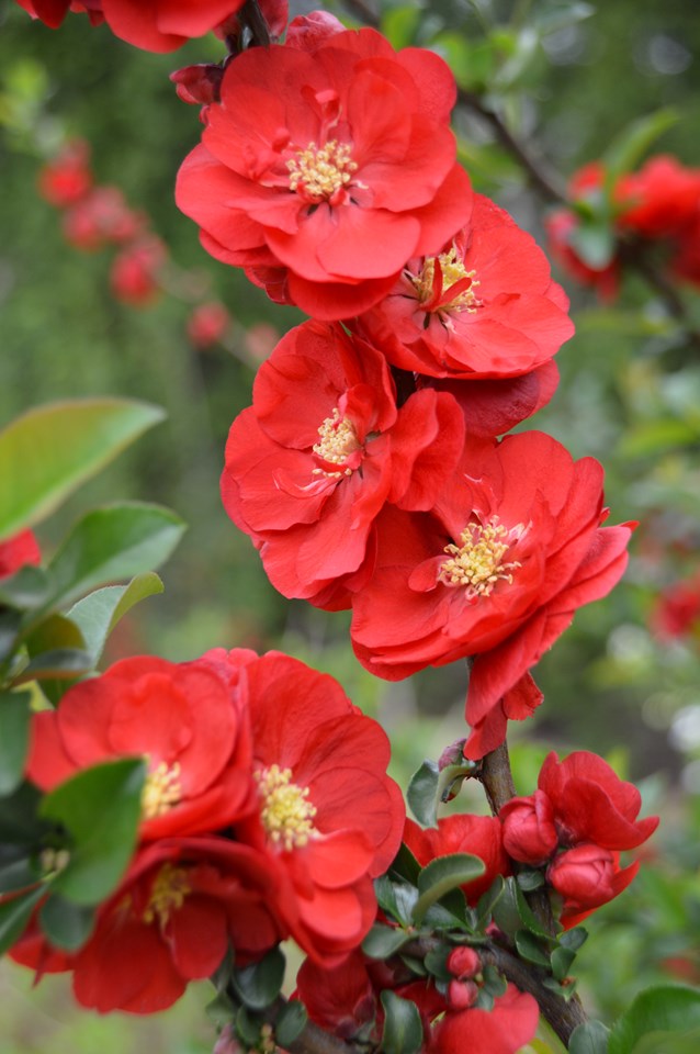 Scarlet Storm Quince