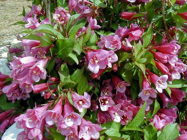 Weigela &