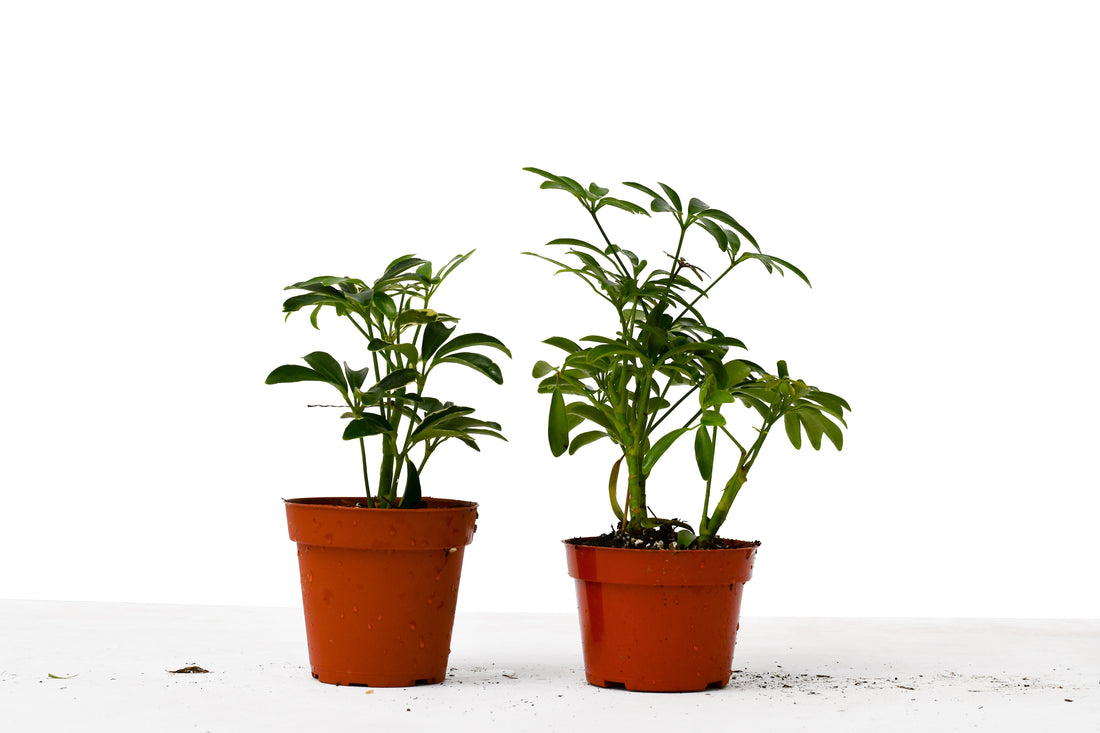 2 Different Schefflera Plants Variety Pack - 4&quot; Pot