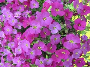 (10 Count Flat - 4.5 Inch Pots), Aubrieta Hybrida &