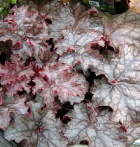 (1 Gallon) Heuchera Blackout, Evergreen, The Blackest of The Coral Bells, Glossy Jet Black Leaf with a Purple Underside, Small White Flowers In Spring