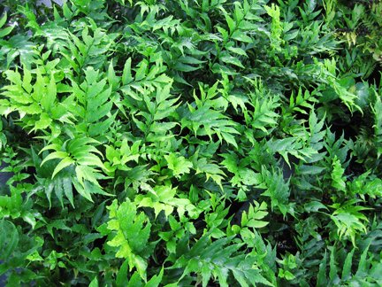 Holly Fern-Serrated, Sharp-Tipped, Holly-Like Leaves, Evergreen That Will Grow Happily In The Dark Corners