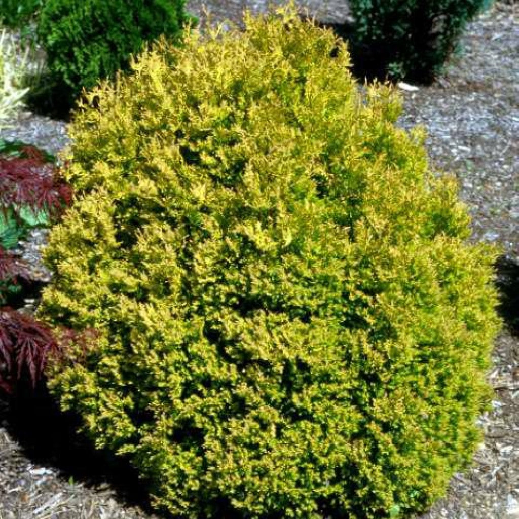 Thuja Rheingold Arborvitae