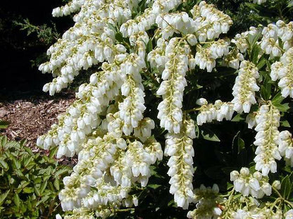 (1 Gallon) Pieris Japonica &