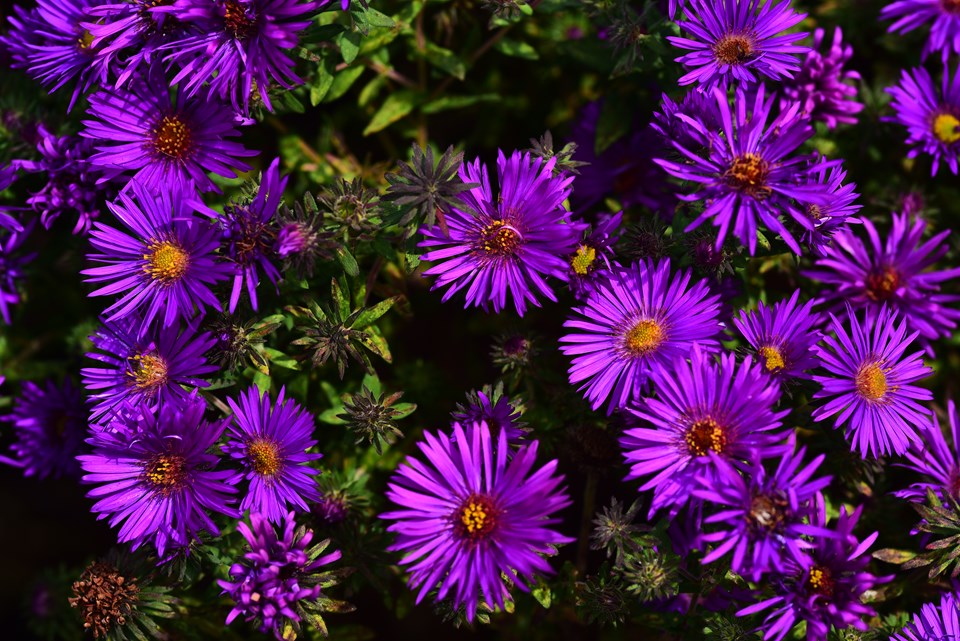 1 Gallon Pot: Aster Novae-Angliae &