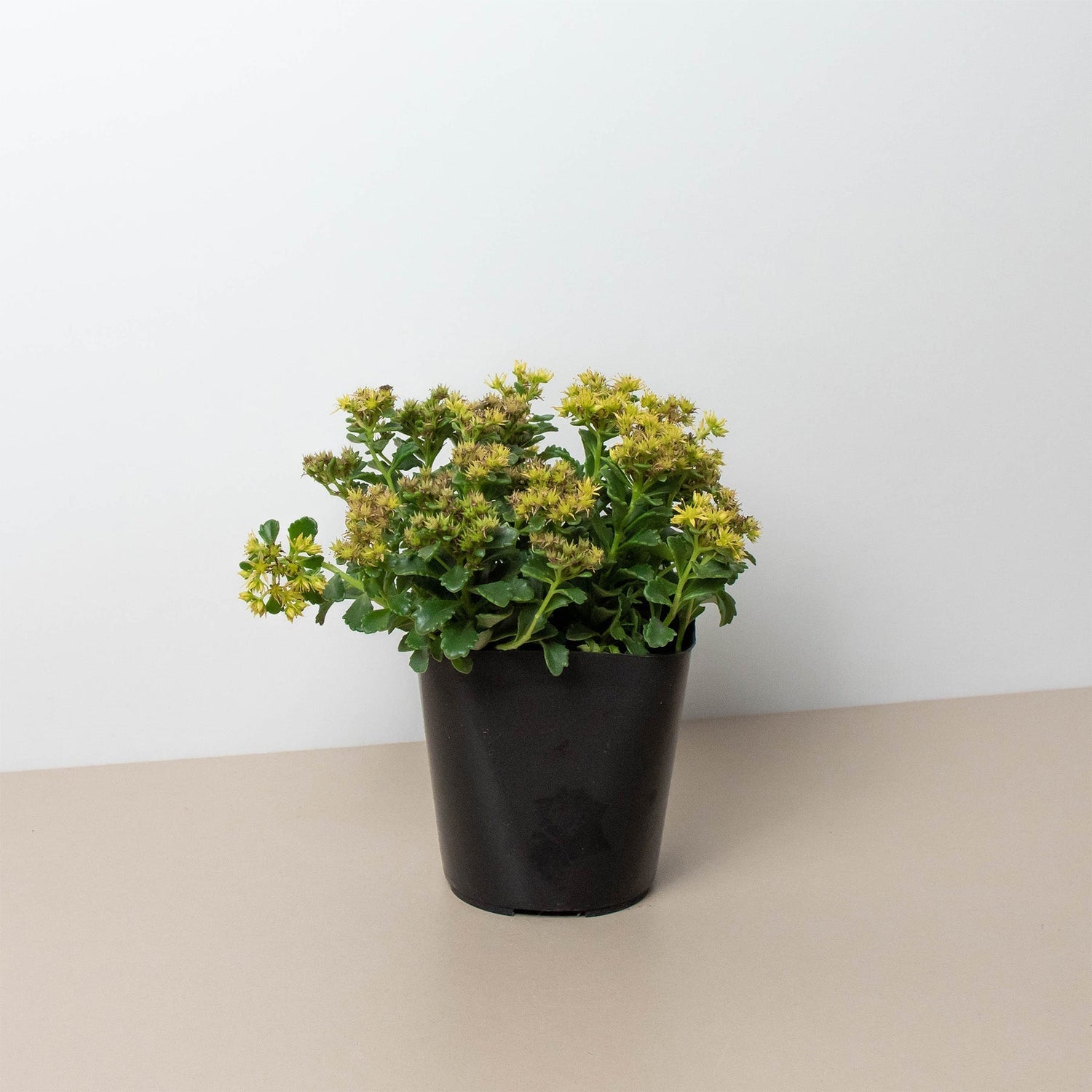 Sedum Little Miss Sunshine