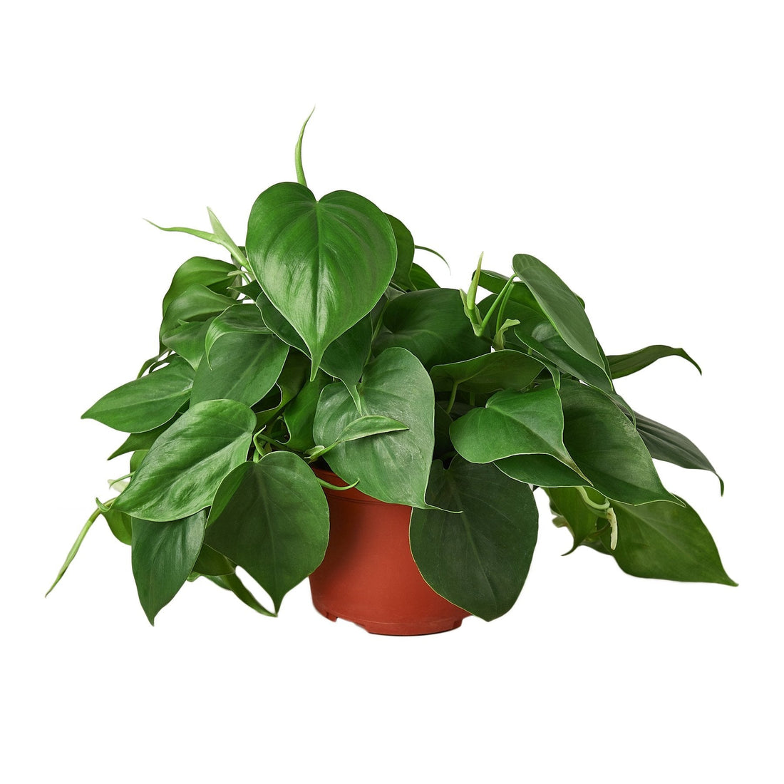 Philodendron Cordatum Heartleaf - 6&quot; Pot - NURSERY POT ONLY