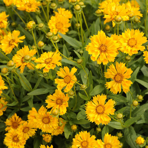 1 Gallon Pot: Coreopsis X &