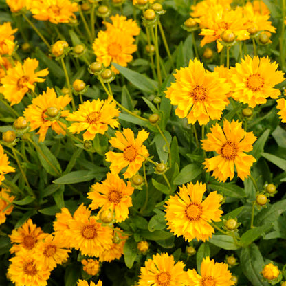 1 Gallon Pot: Coreopsis X &