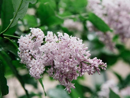 Persian Lilac