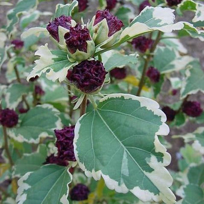 Variegated Althea