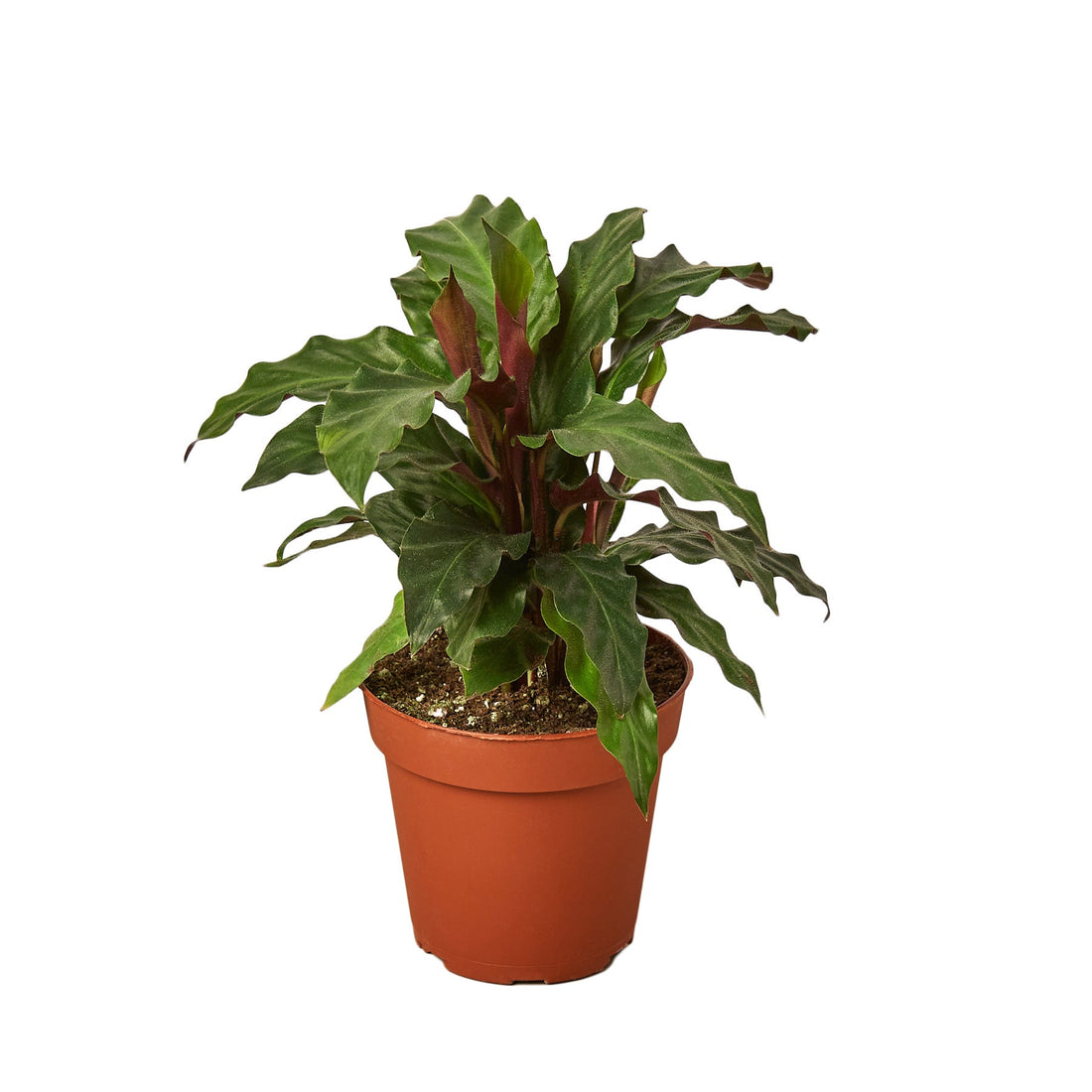 Calathea Rufibarba &