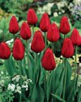 (Pack of 10 BULBS), TULIP KINGSBLOOD Gorgeous, Deep Red Blooms with a Scarlet Edge. Very Tall, French Tulip. Late Bloomer.