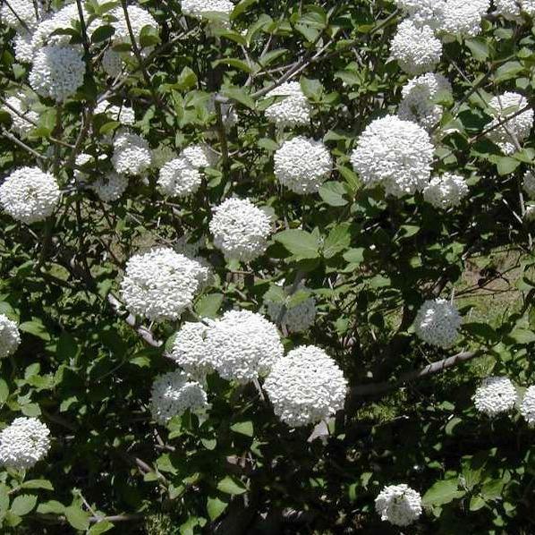 Cayuga Viburnum