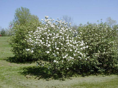 Cayuga Viburnum