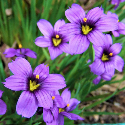 (1 Gallon ) Blue-Eyed Grass: Sisyrinchium Angustifolium &