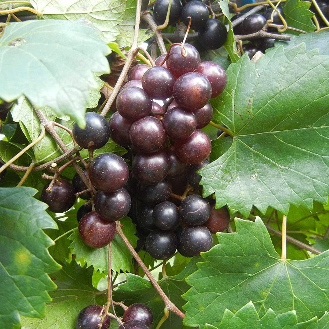 Creek Muscadine Grape Vine