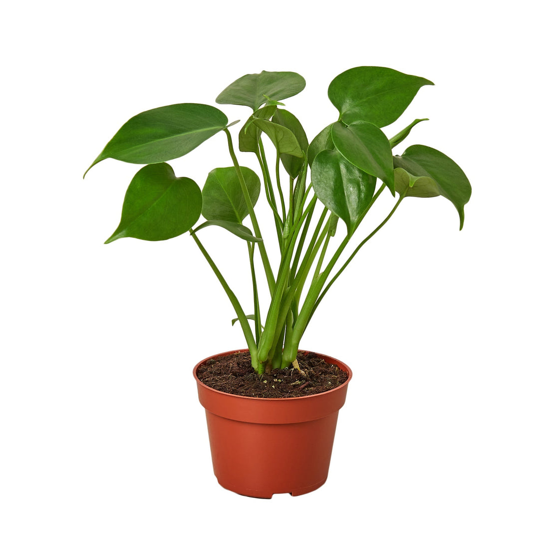 Philodendron Monstera Split-Leaf - 4&quot; Pot - NURSERY POT ONLY