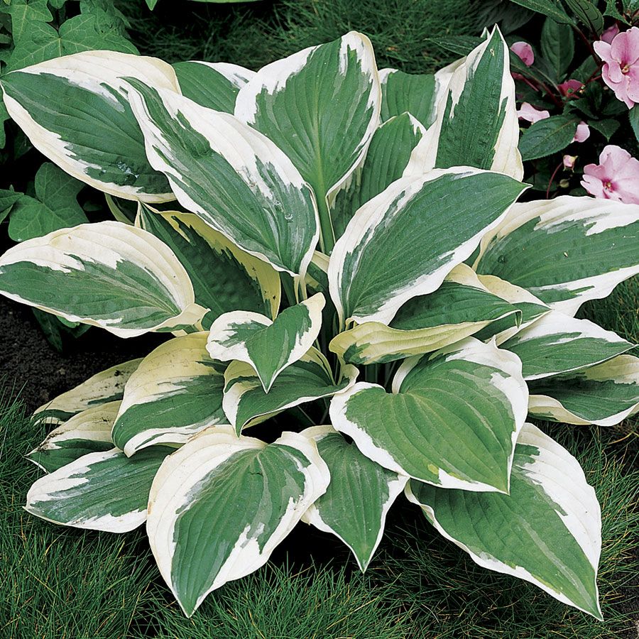 (1 Gallon) Patriot Hosta