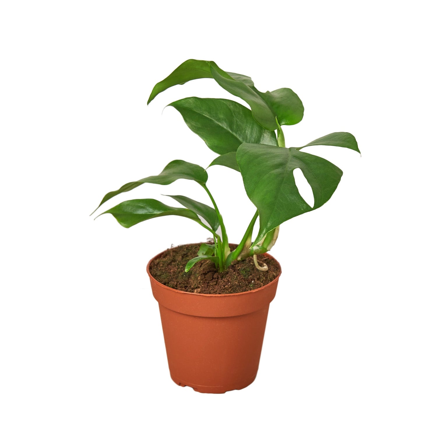 Philodendron Mini Monstera Minima - 4&quot; Pot - NURSERY POT ONLY