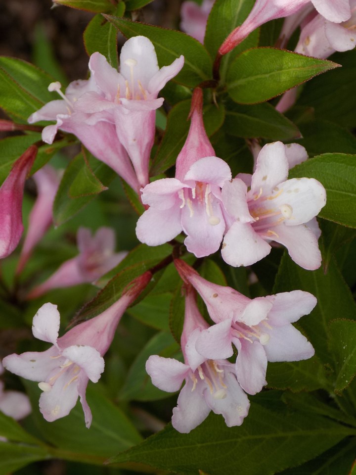 Weigela &