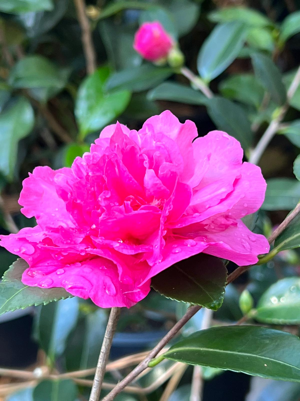 Sparkling Burgundy Camellia-Exceptional Pink Double Blooms