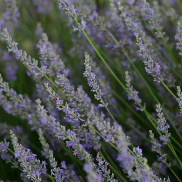 1 Gallon Pot: Lavandula X Intermedia &