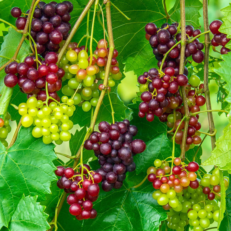 Razzmatazz Grape Vine - Unique, Continuously Producing Seedless Red Grapes
