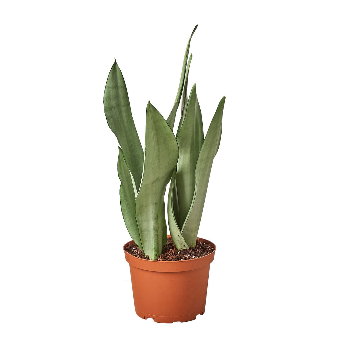 Snake Plant Moonshine - 6&quot; Pot - NURSERY POT ONLY