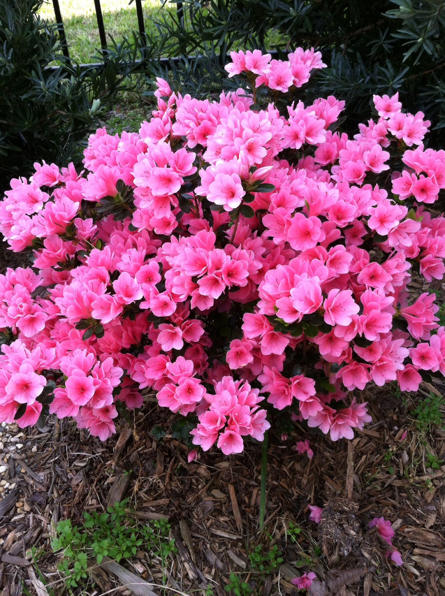 Coral Bells Azalea Plants, Short Azalea, with Lots of Coral Pink Flowers with Pink Centres