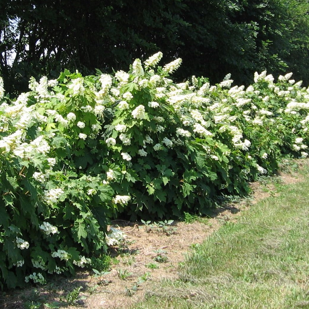 Alice Oakleaf Hydrangea- Gorgeous Native Plant, Huge Oak Like Leaves, Striking White Panicle Shaped Flowers