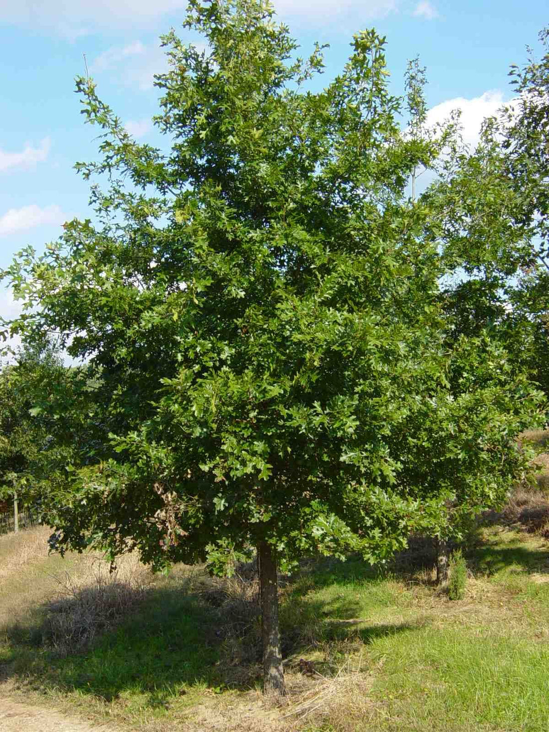 (1 Gallon) Pin Oak Tree