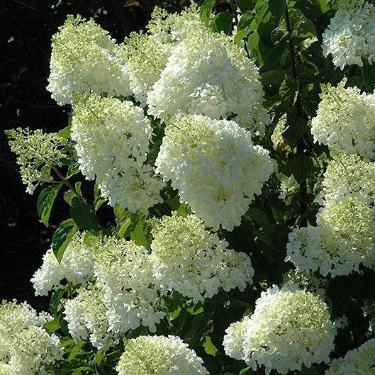 Limelight Hydrangea - The Most Cold Hardy Hydrangea. Large Dense, Elegant Cone Shaped Panicles of Cool Green That Change To Pink and Soft Red In Fall.
