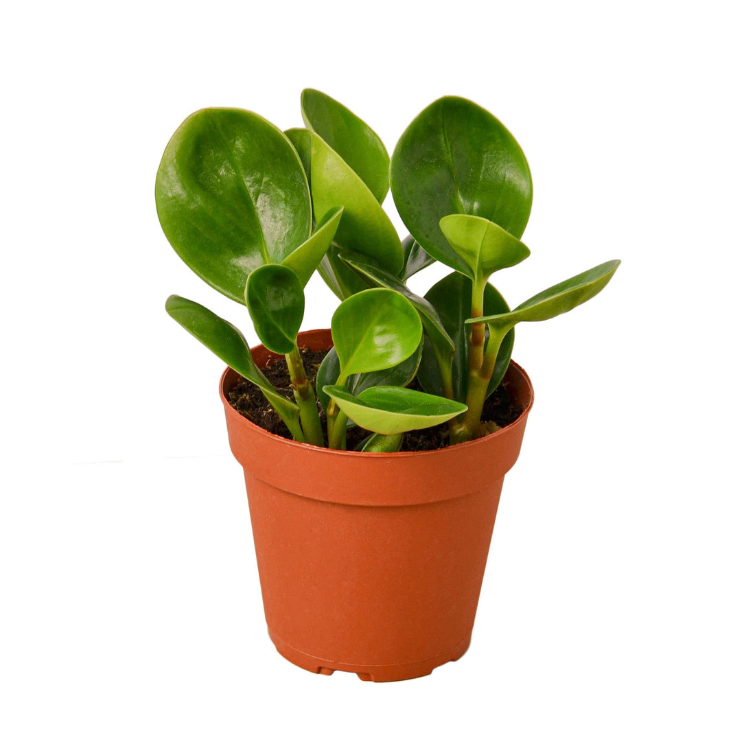 Peperomia Thailand - 4&quot; Pot - NURSERY POT ONLY