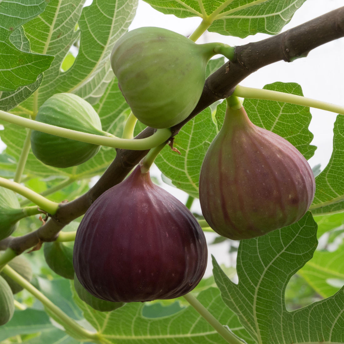 Magnolia Fig Tree - Nutritious Medium To Large Fig