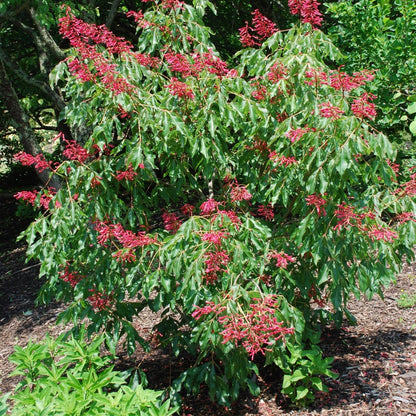 Red Buckeye- Native Tree-Spectacular Show of Deep Red Flowers In Spring