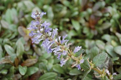 Ajuga Reptans Chocolate Chip Has Small, Glossy, Bronze-Maroon and Green Foliage and Lilac-Blue, 2&quot; Tall Flower Spikes.